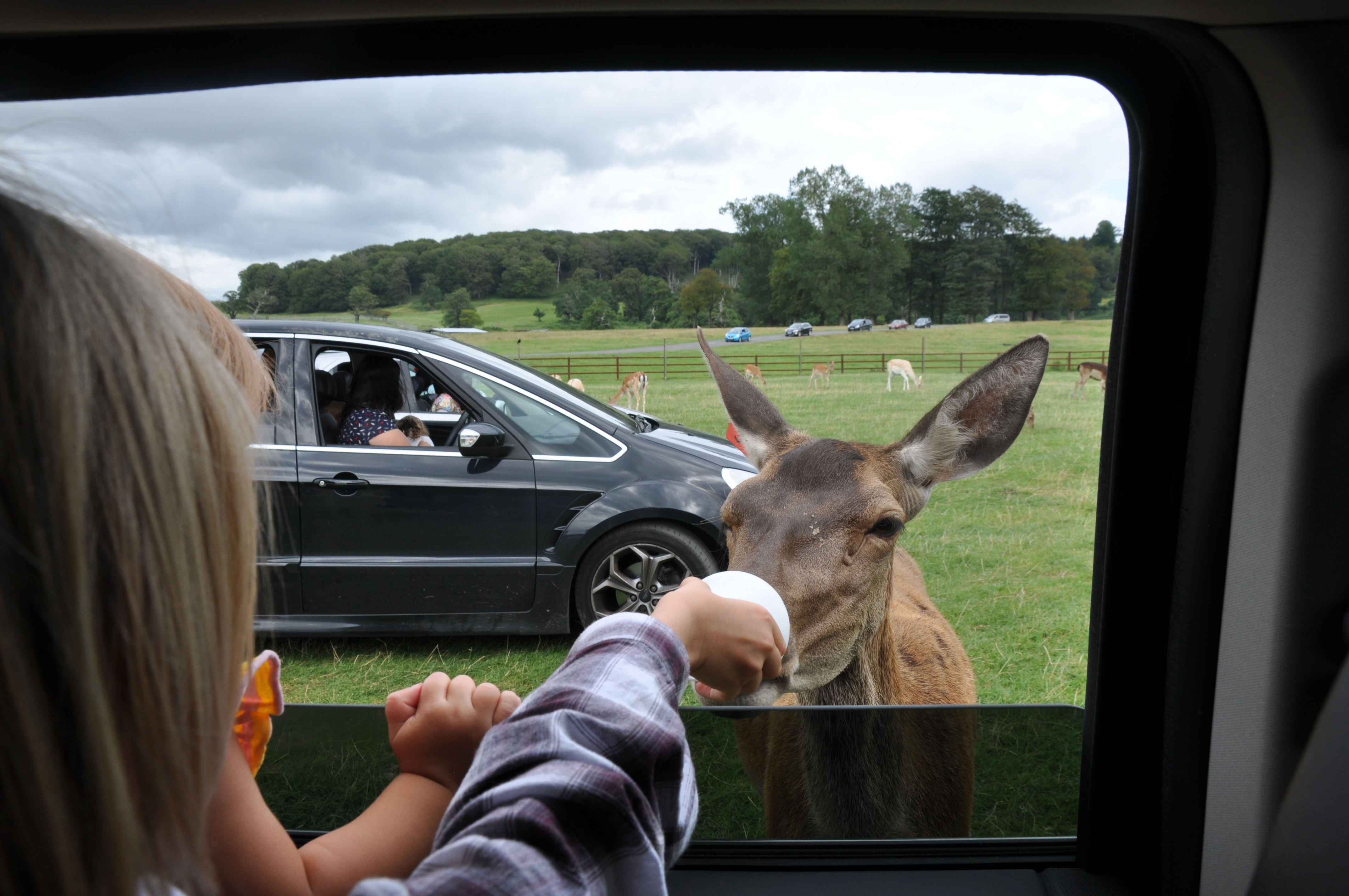 Feed-deer-Longleat