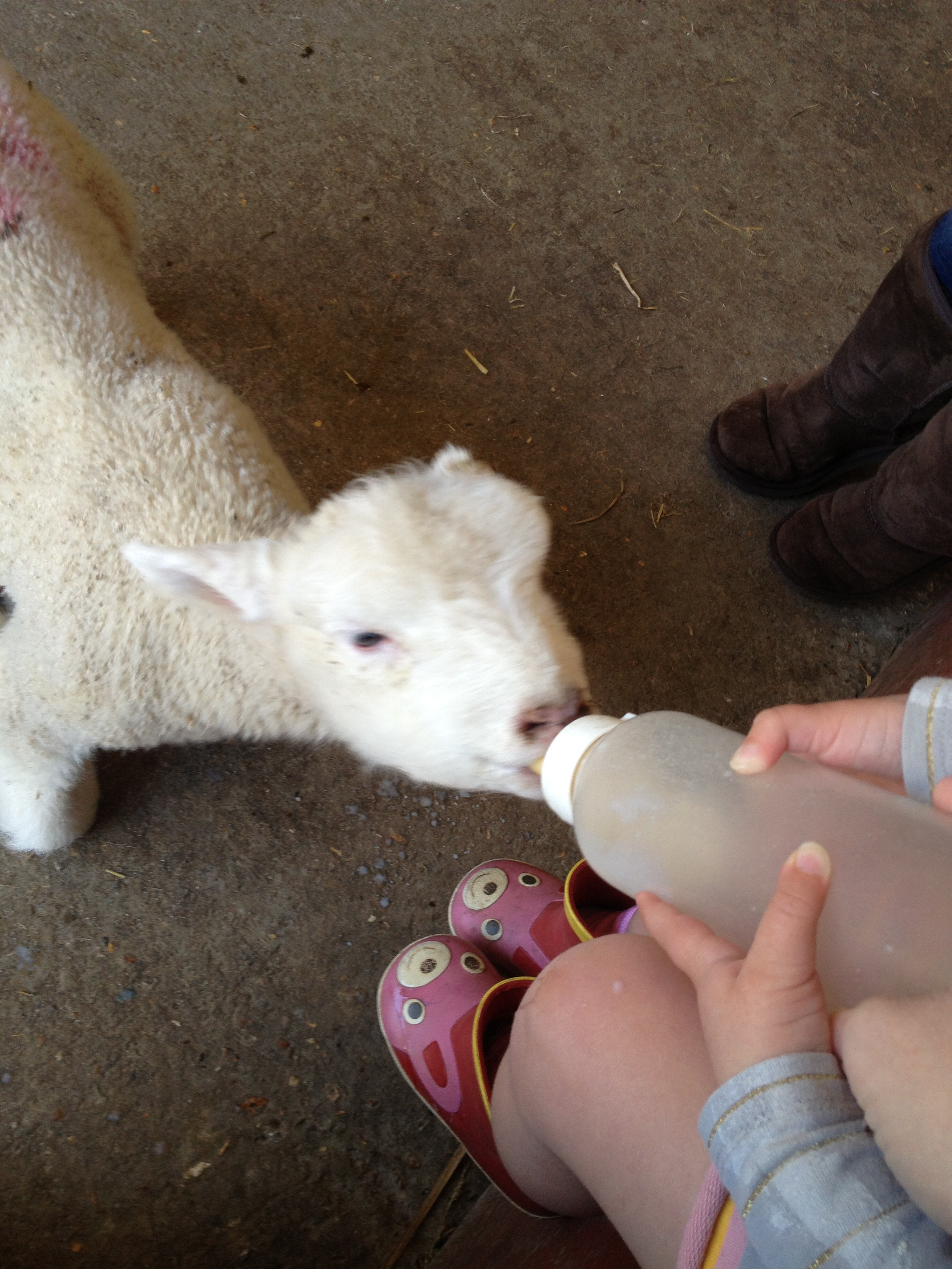 Kittyfeedingsheep