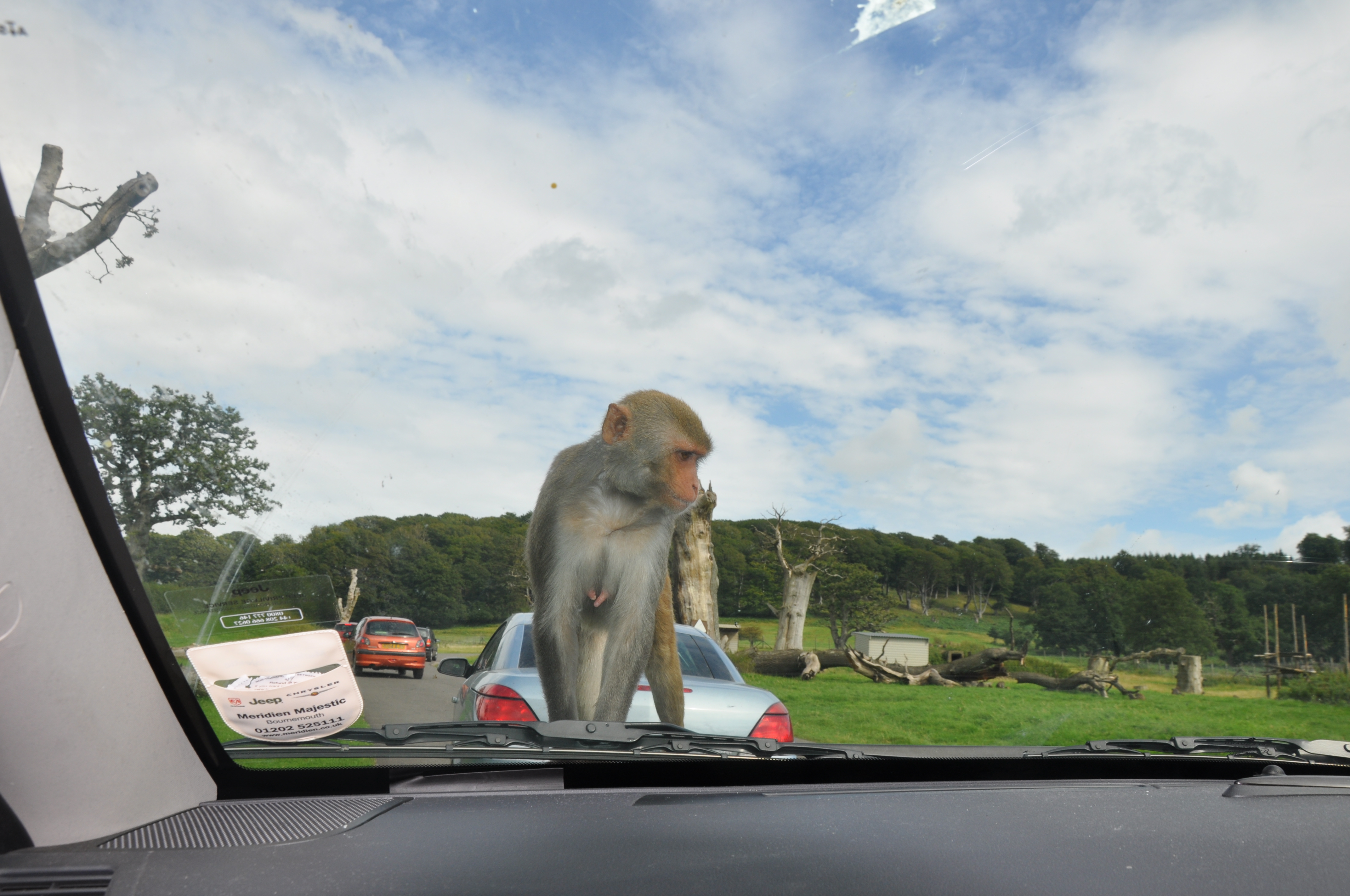 Monkey-Longleat