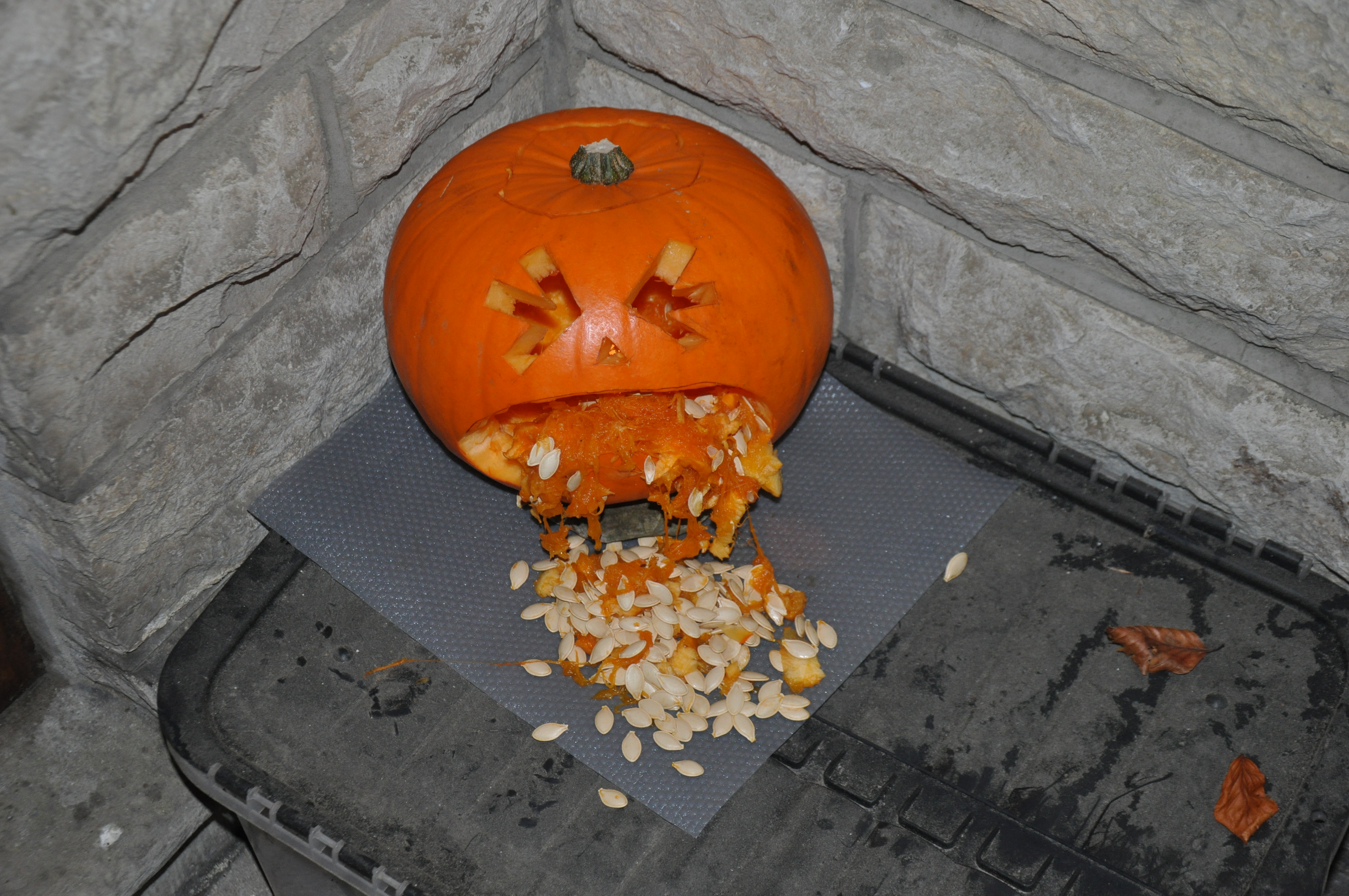 Pumpkin1