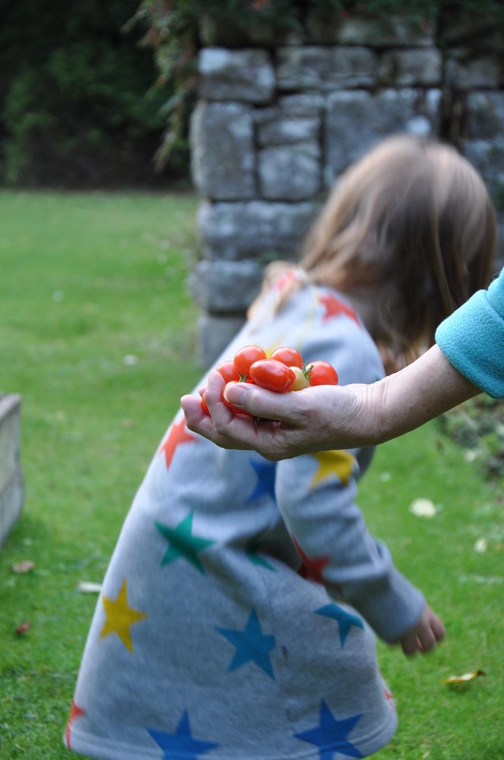 Grannys_tomatos