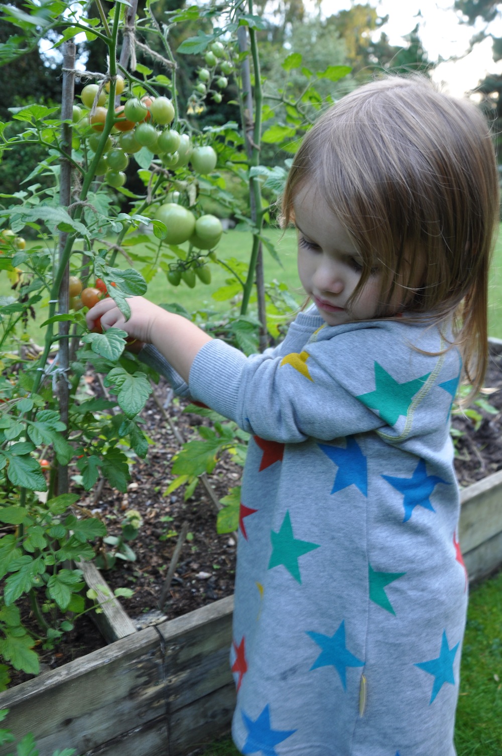 Kitty_picking_organic_tomatoes