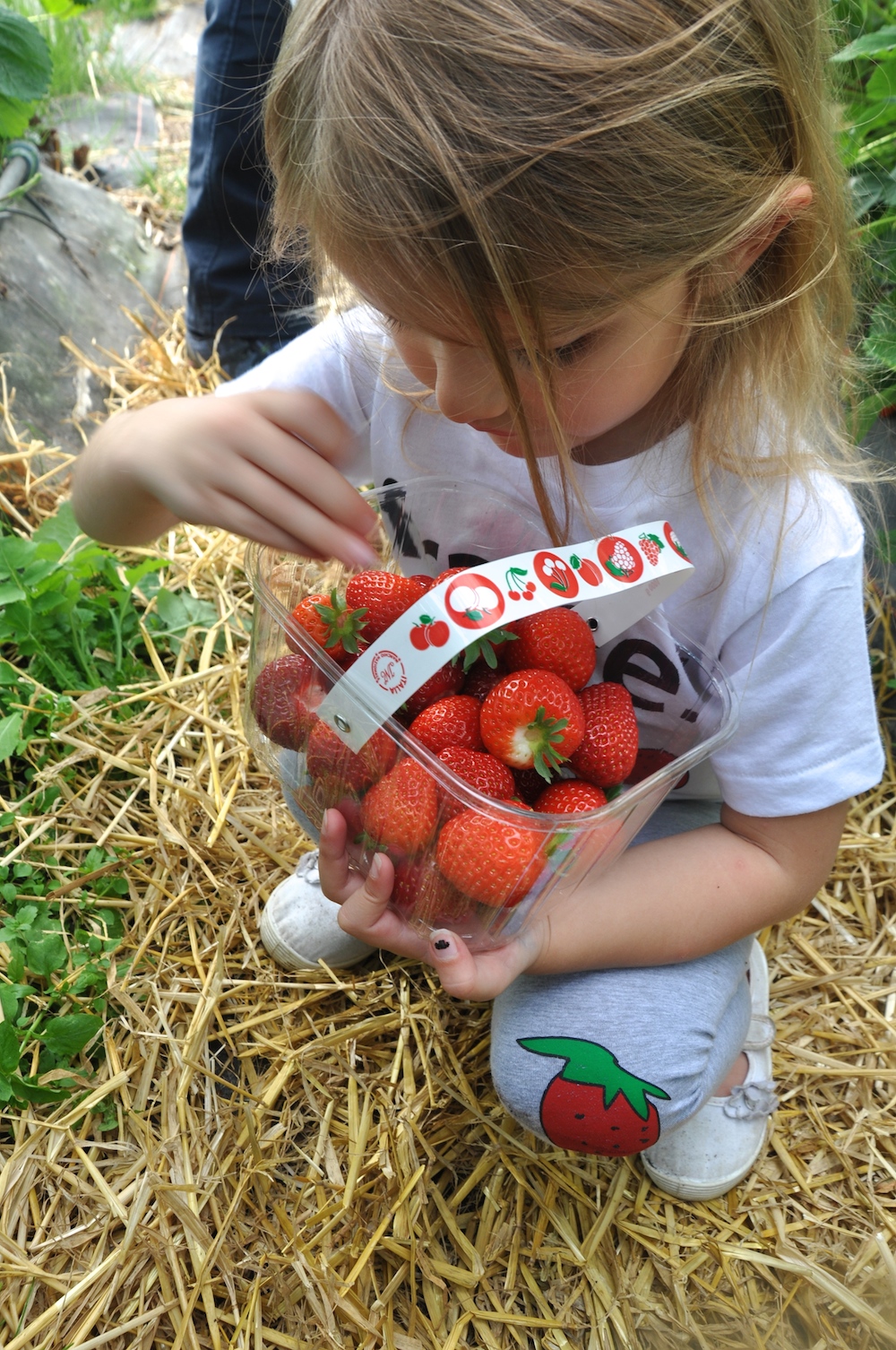 picking_strawberries